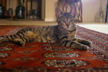 Oriental rug cleaning in Morganville, NJ by Certified Green Team.