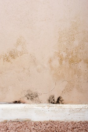 Mold removal in Monroe, NJ by Certified Green Team